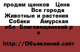 продам щенков › Цена ­ 15 000 - Все города Животные и растения » Собаки   . Амурская обл.,Благовещенский р-н